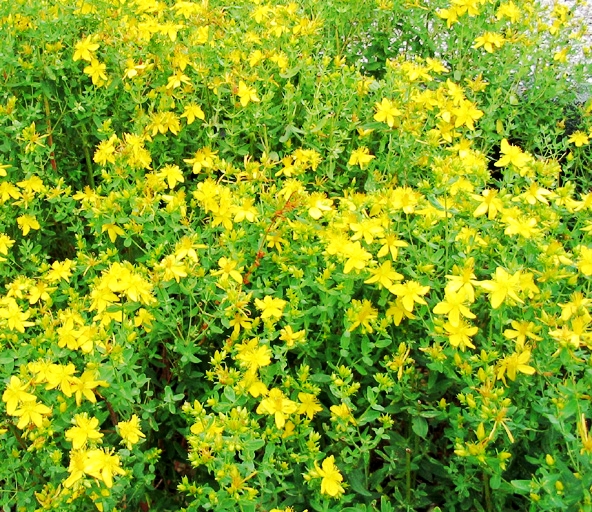 St. John’s Wort Extract PowderTCM Adaptogen Warehouse Pine Pollen