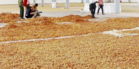 Air-drying the Pine Pollen Panicles