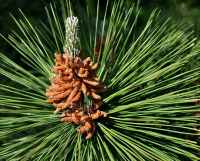 withered pine pollen panicles-TCM Adaptogen Warehouse