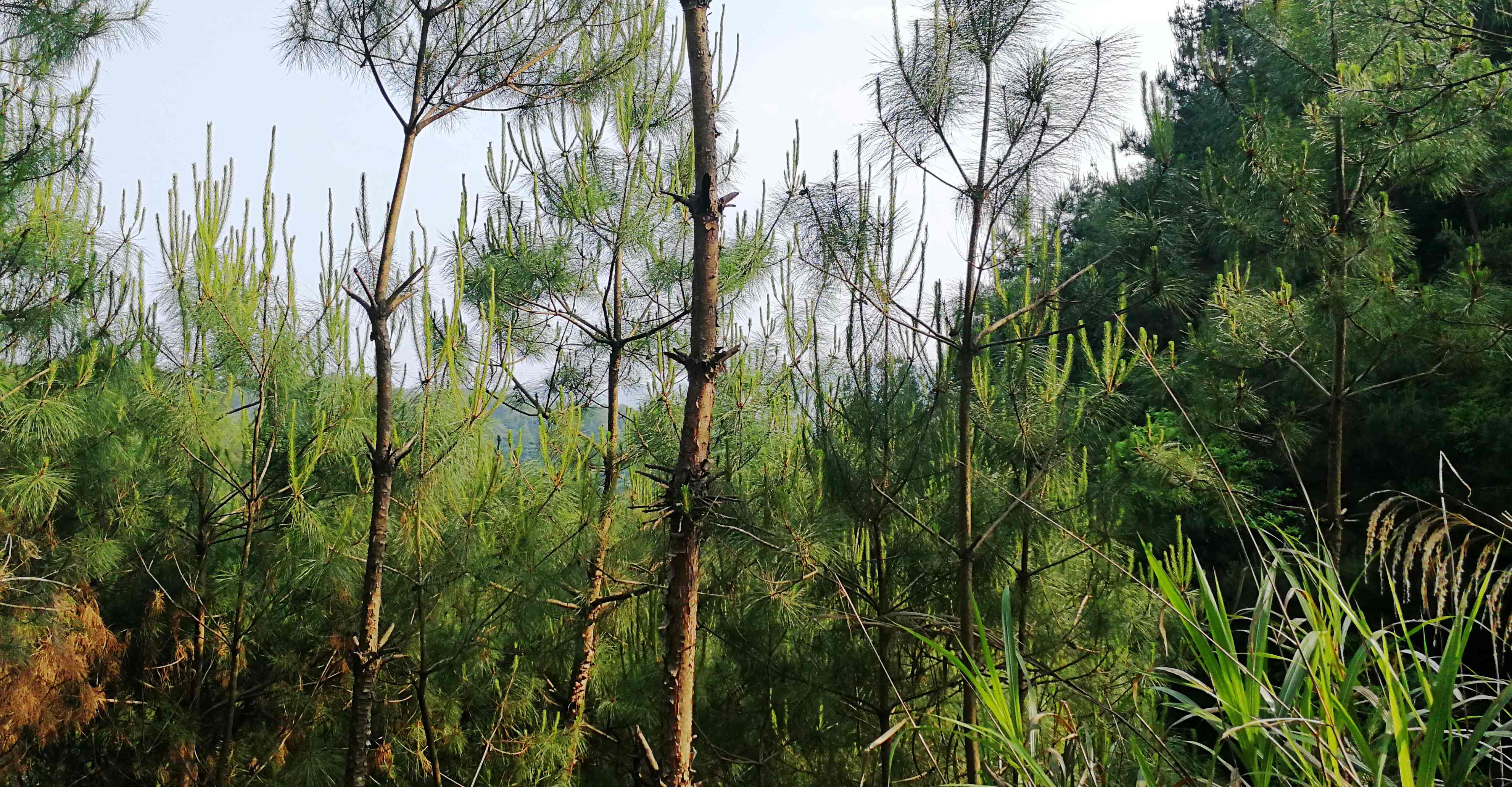 Pine pollen collection site